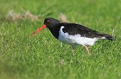 South Island Oystercatcher